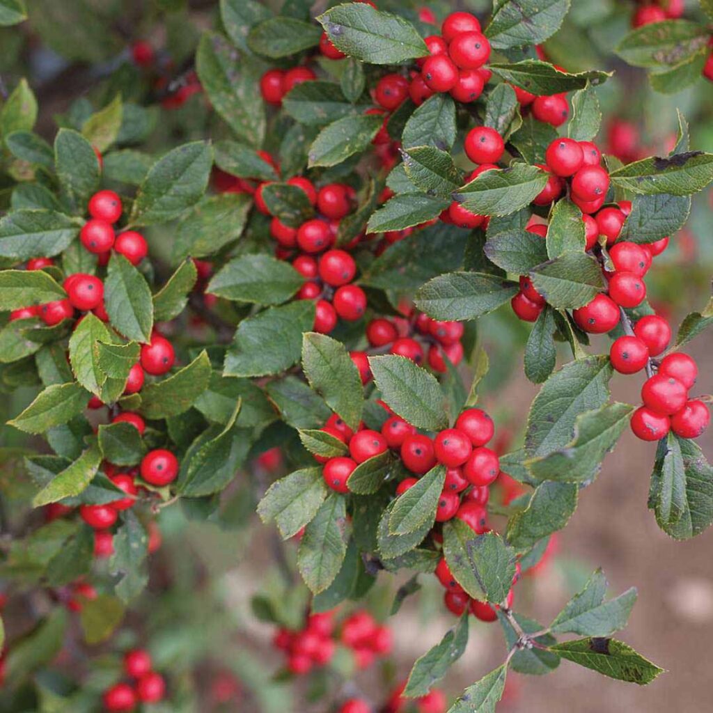 Ilex Little Goblin Red, Female Winterberry - Sugar Creek Gardens