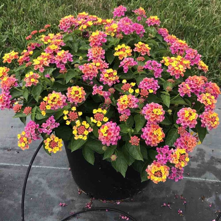 Lantana Bandana Rose - Sugar Creek Gardens