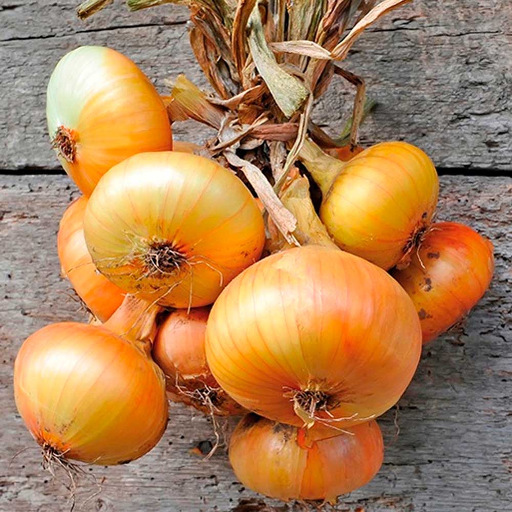 onion-sweet-sugar-creek-gardens