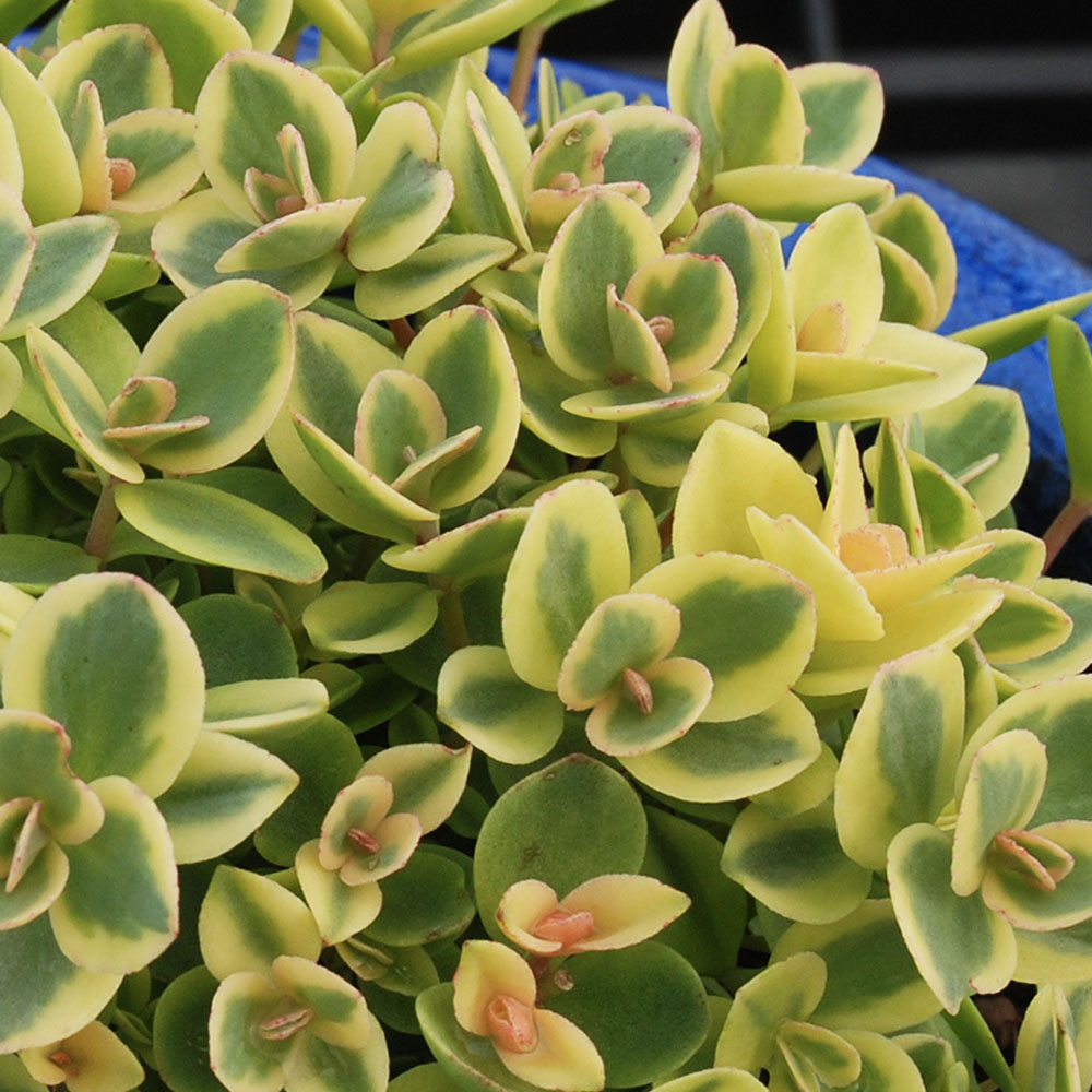 Sedum – Lime Twister Stonecrop