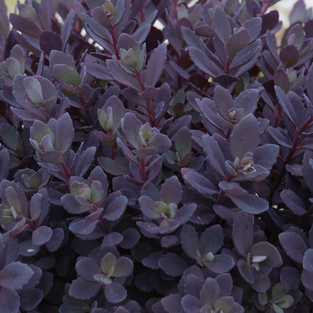 Sedum – Plum Dazzled Stonecrop