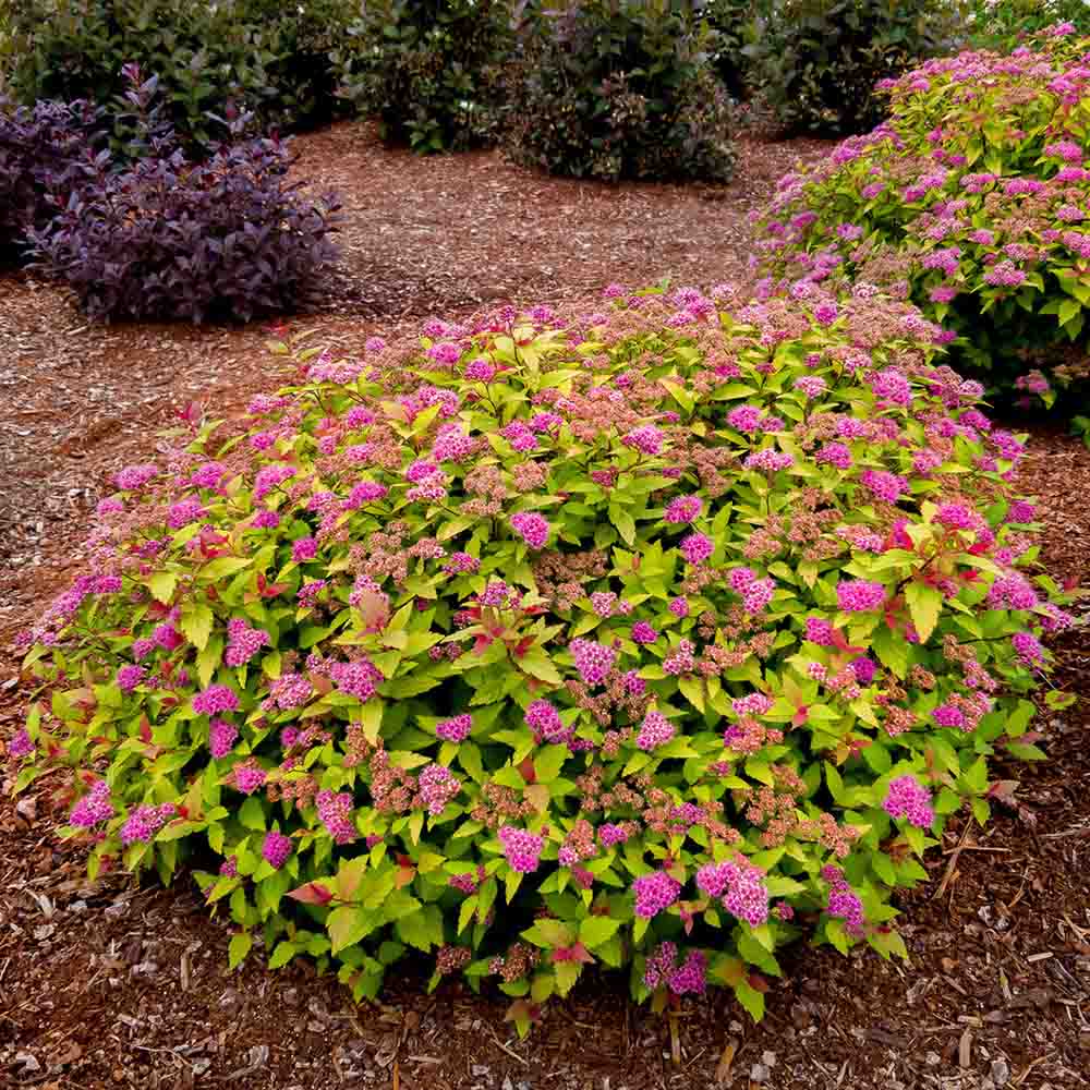 Image of Rainbow Fizz Spirea in a Container