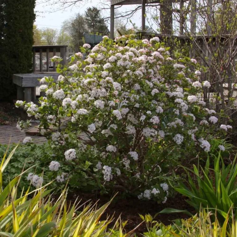 Viburnum Sugar N’ Spice - Sugar Creek Gardens