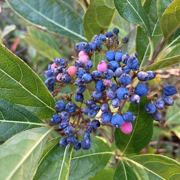 Viburnum Brandywine, Possumhaw Viburnum Sugar Creek Gardens