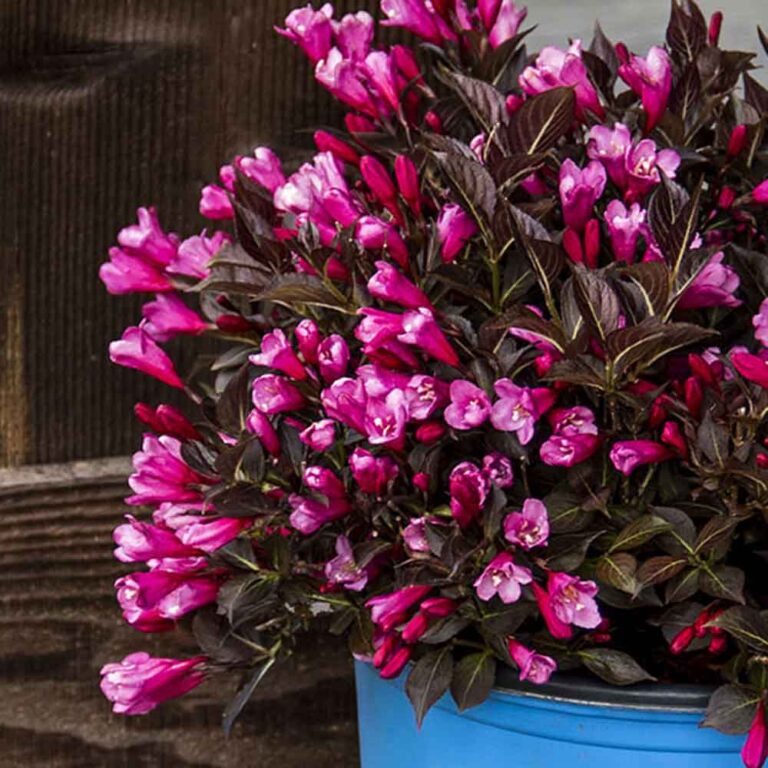 Weigela Date Night Stunner - Sugar Creek Gardens