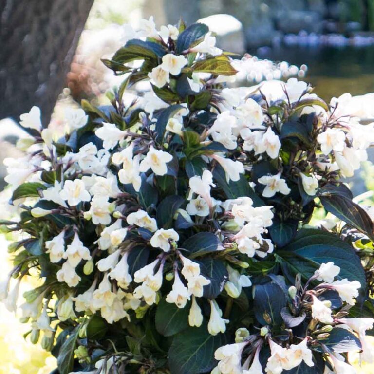 Weigela Tuxedo - Sugar Creek Gardens