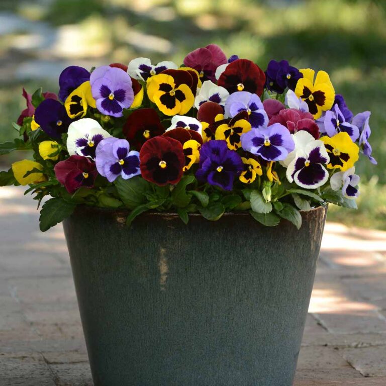 Pansy Mixed Colors with Faces - Sugar Creek Gardens