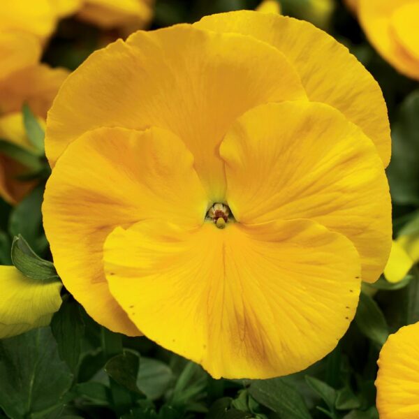 Pansy Clear Yellow