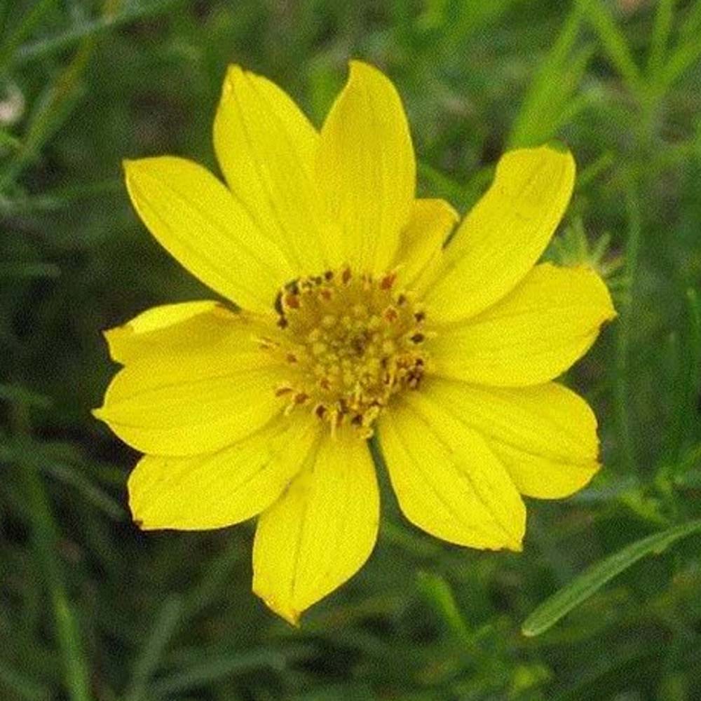 Details about   Prairie Coreopsis Seeds x40 Coreopsis palmata Native Wildflower Yellow Tickseed 