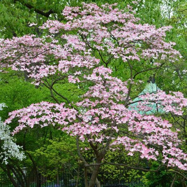 Cornus florida f. rubra Pink Flowering Dogwood Tree