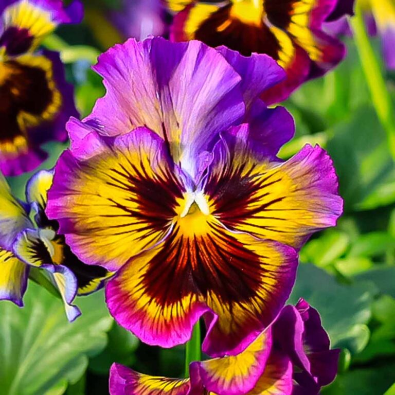 Pansy Frilly Purple And Yellow With Face Sugar Creek Gardens   Pansy Frilly 14 768x768 