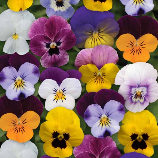 All Plants A-Z - Sugar Creek Gardens