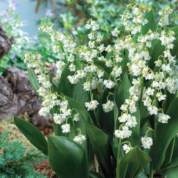 Convallaria Prolificans Lily of the Valley