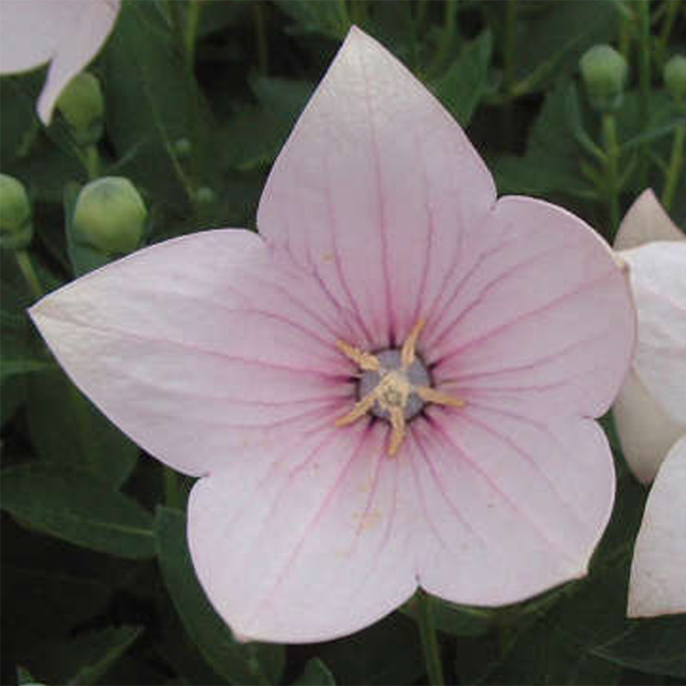 Platycodon grandiflorus – Fuji Pink Balloon Flower