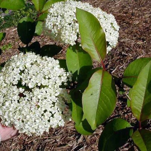 Missouri Native Plants Page 6 of 6 Sugar Creek Gardens