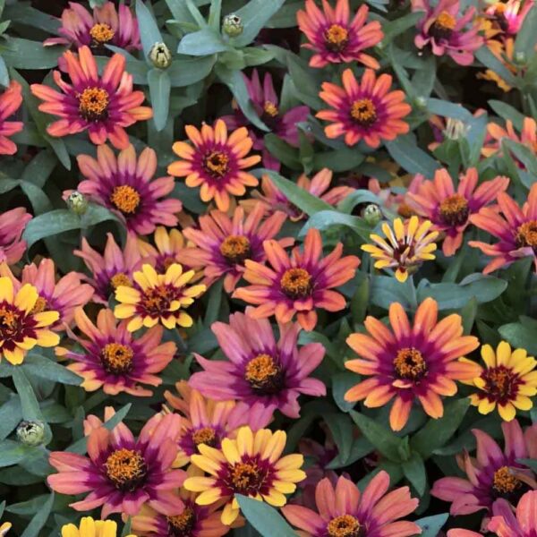 Zinnia Profusion Red and Yellow Bicolor 2