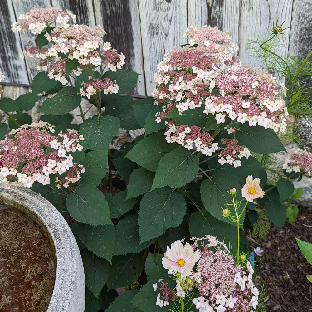Hydrangea – Pinky Pollen Ring Smooth Hydrangea