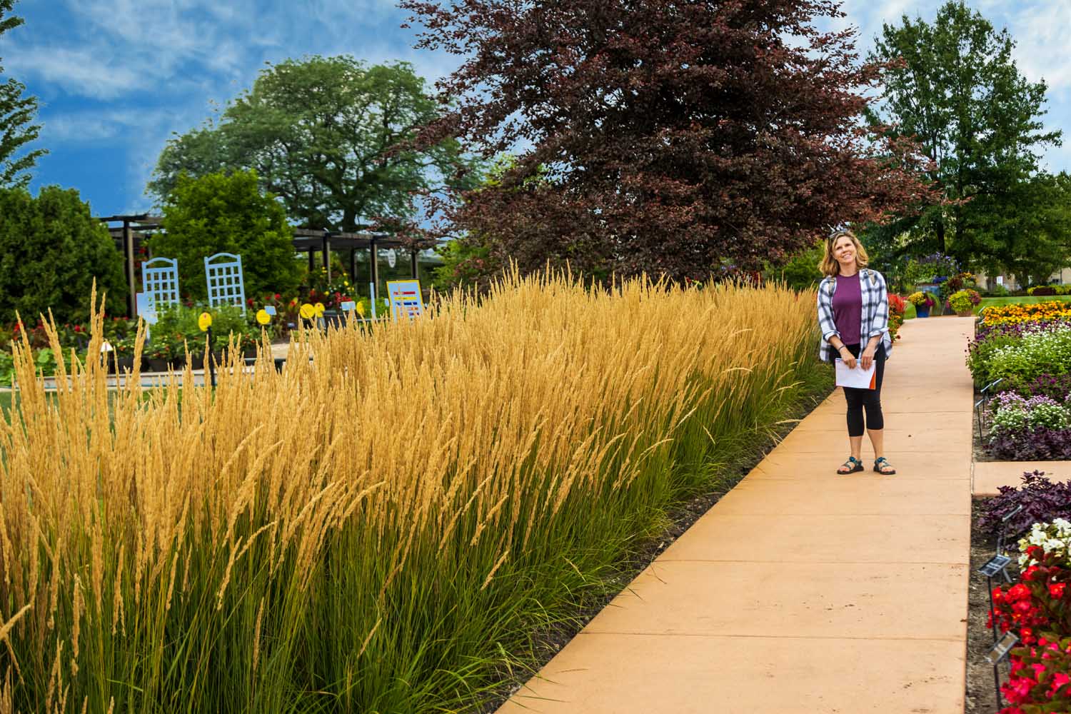 Calamagrostis Karl Forester Feather Reed Grass - Sugar Creek Gardens