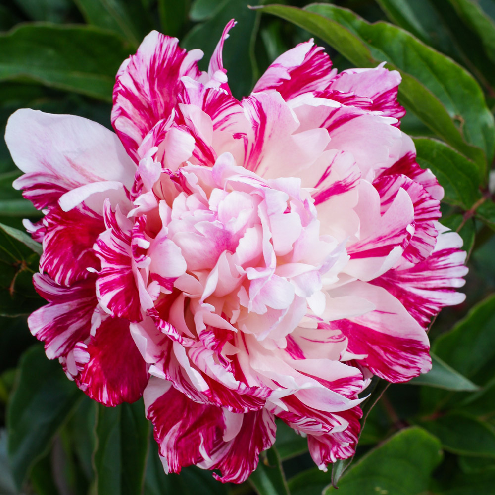 Paeonia – Candy Stripe Peony – Fresh Dug Roots for Fall Planting