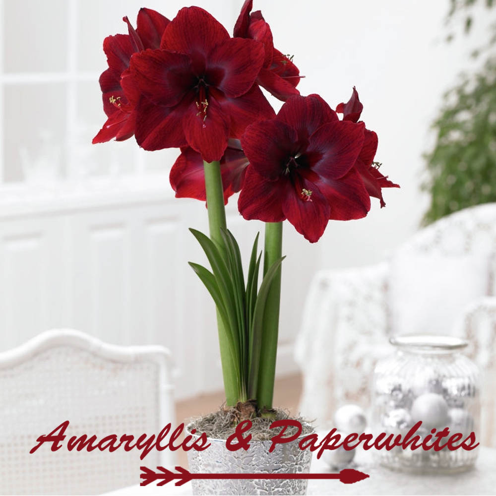 Сколько цветет амариллис