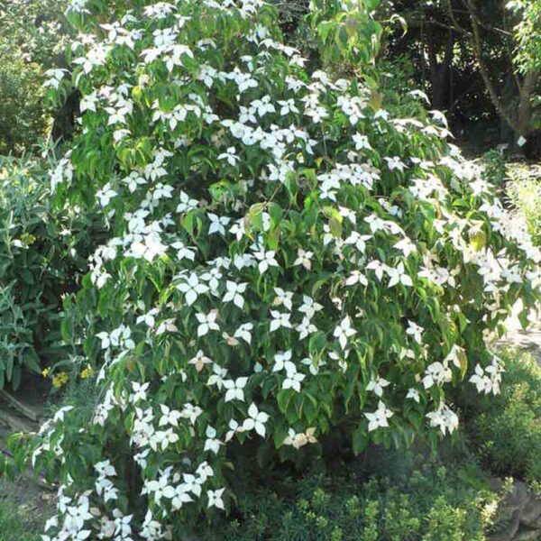 Trees and Shrubs - Sugar Creek Gardens