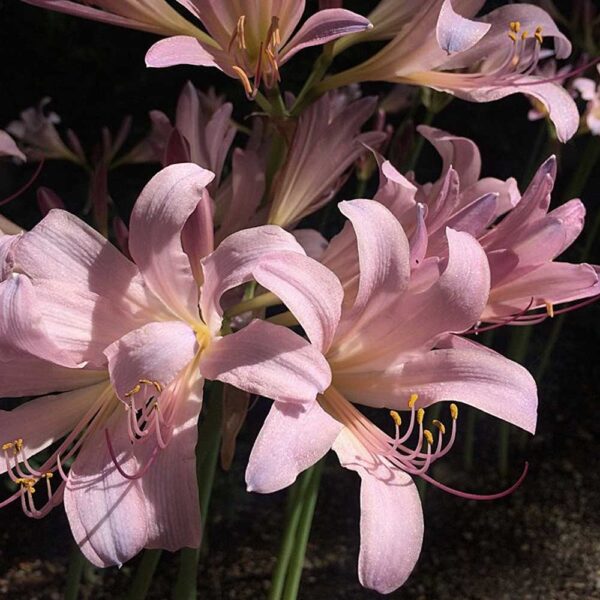Lycoris squamigera – Surprise Lily 1 Bulb