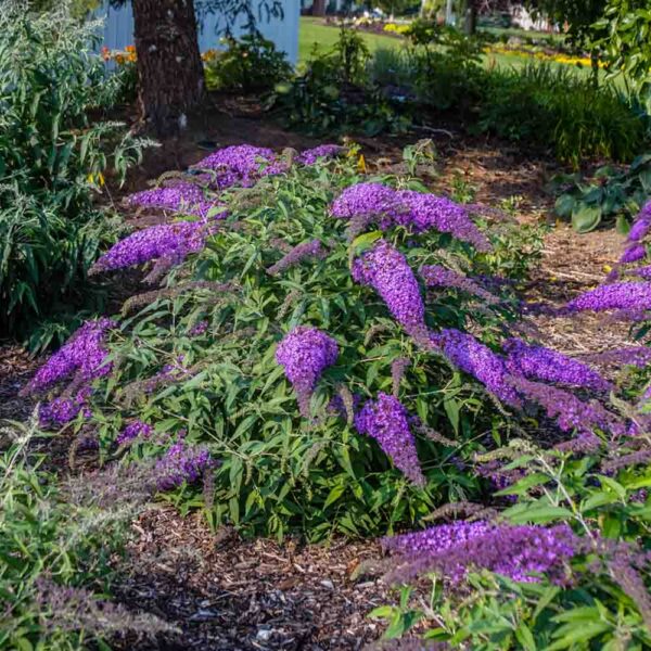 Buddleia – Violet Cascade Butterfly Bush