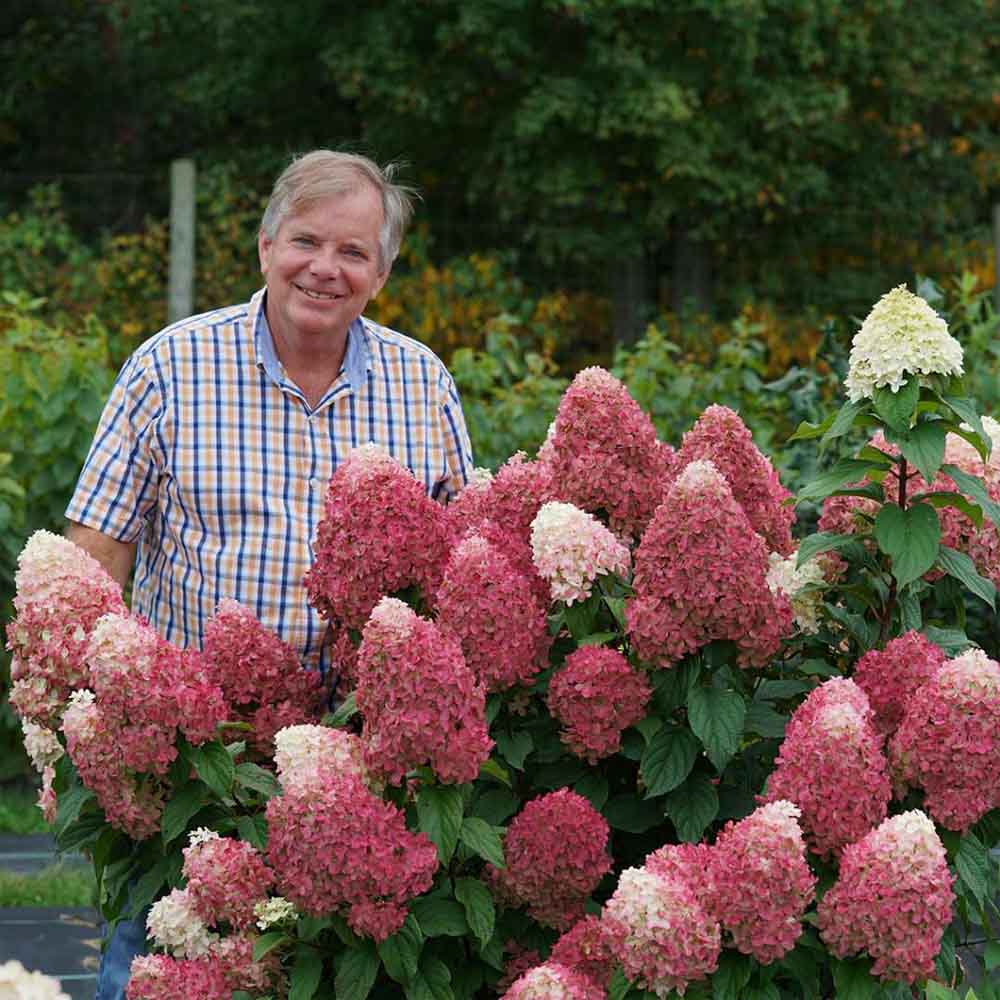 Image of Quick Fire Fab hydrangea in pot