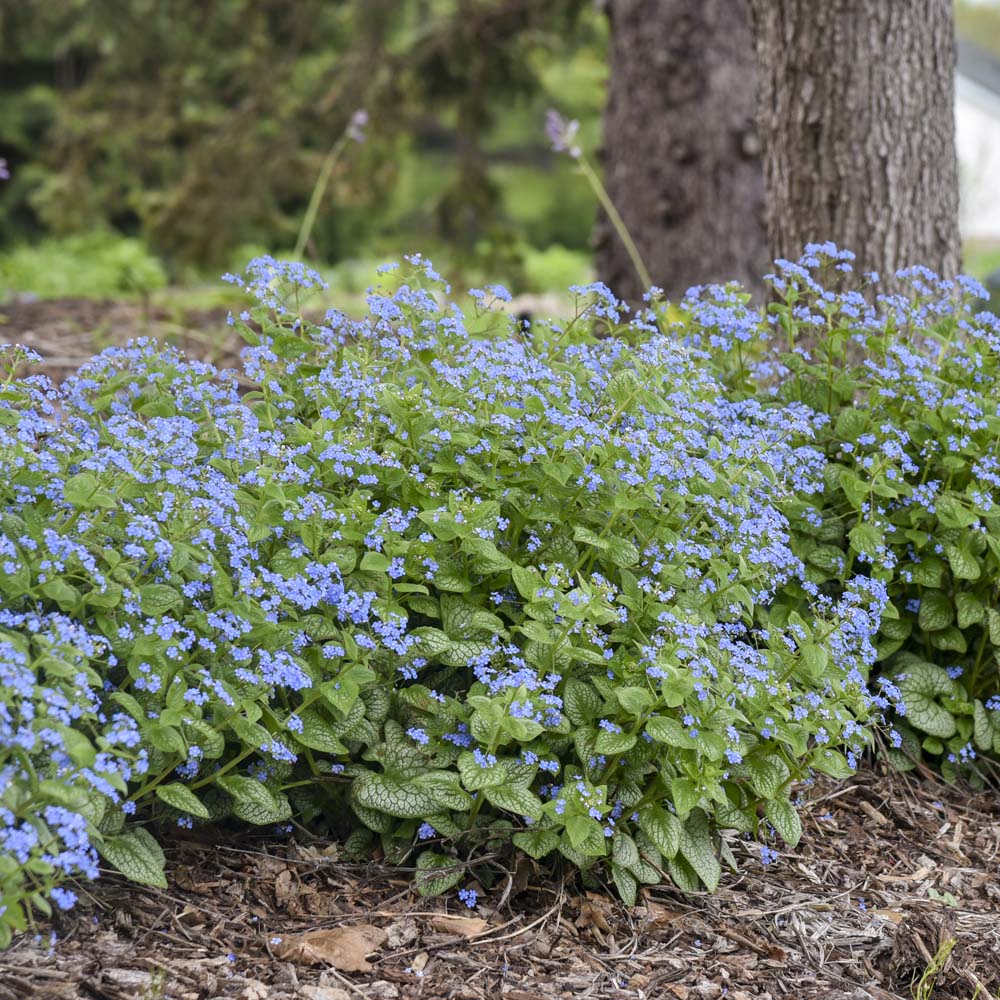 Brunnera – Jack of Diamonds Siberian Bugloss