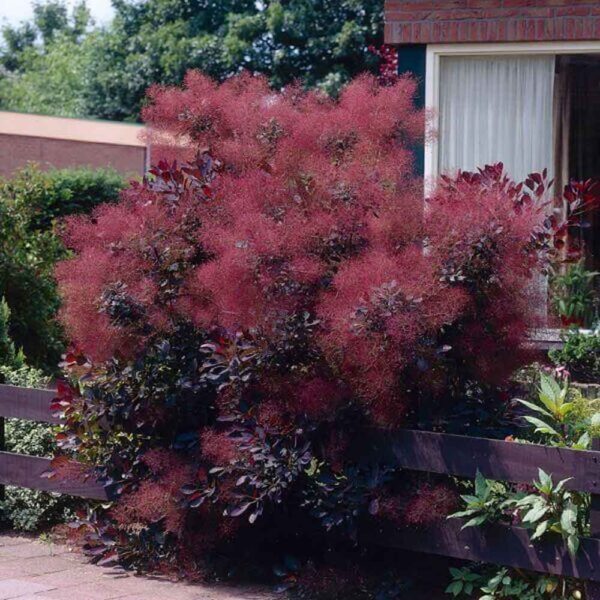Cotinus Royal Purple Smoke Tree