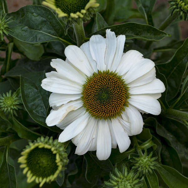 Echinacea The Price Is White