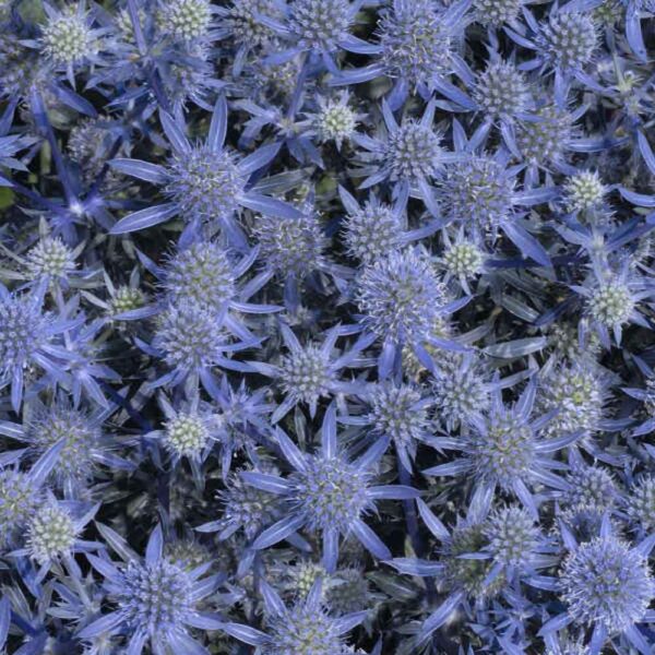 Eryngium Blue Glitter Sea Holly