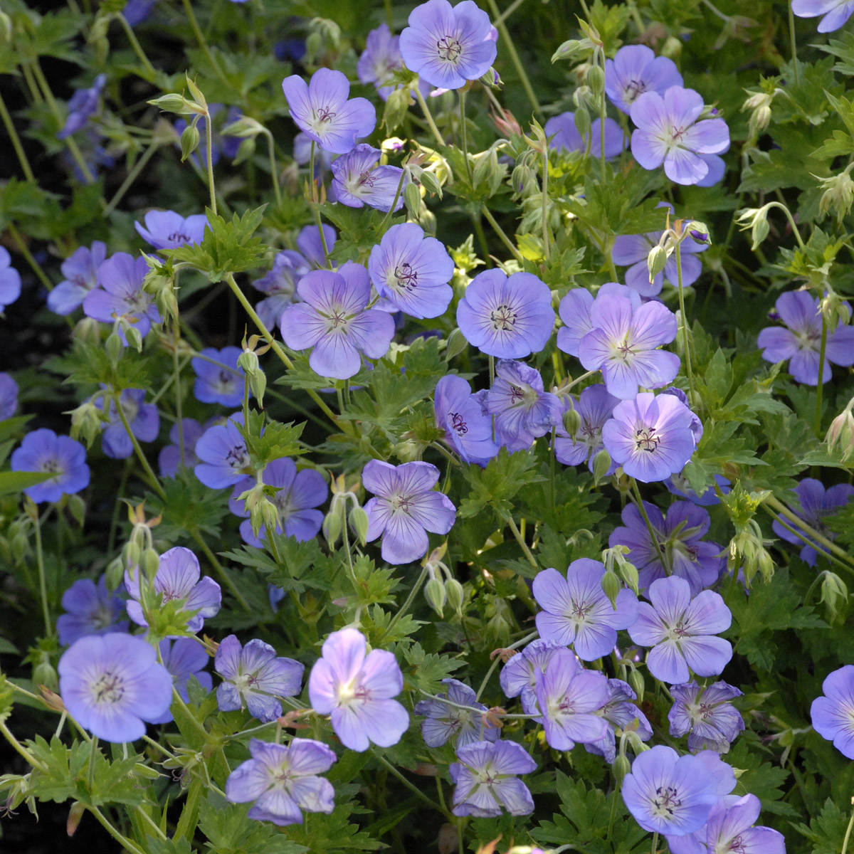 Perennial Geranium Plant