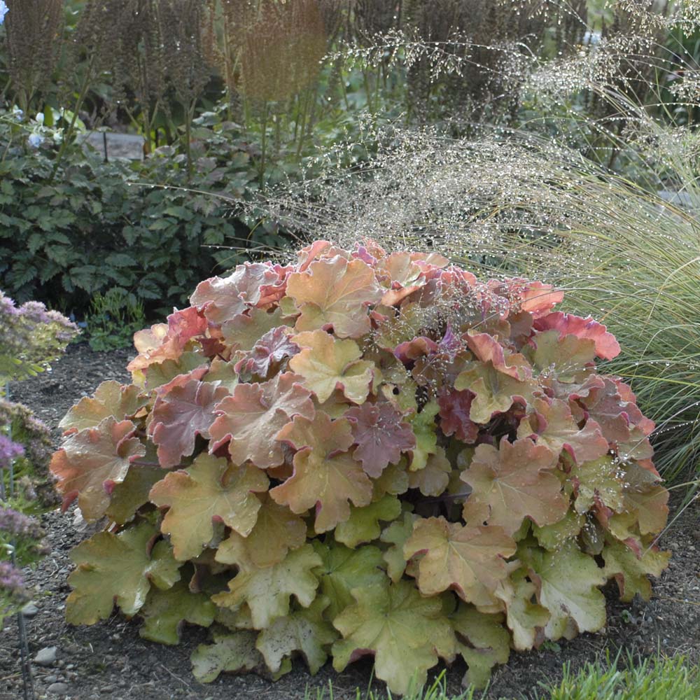 Heuchera – Caramel Coral Bells