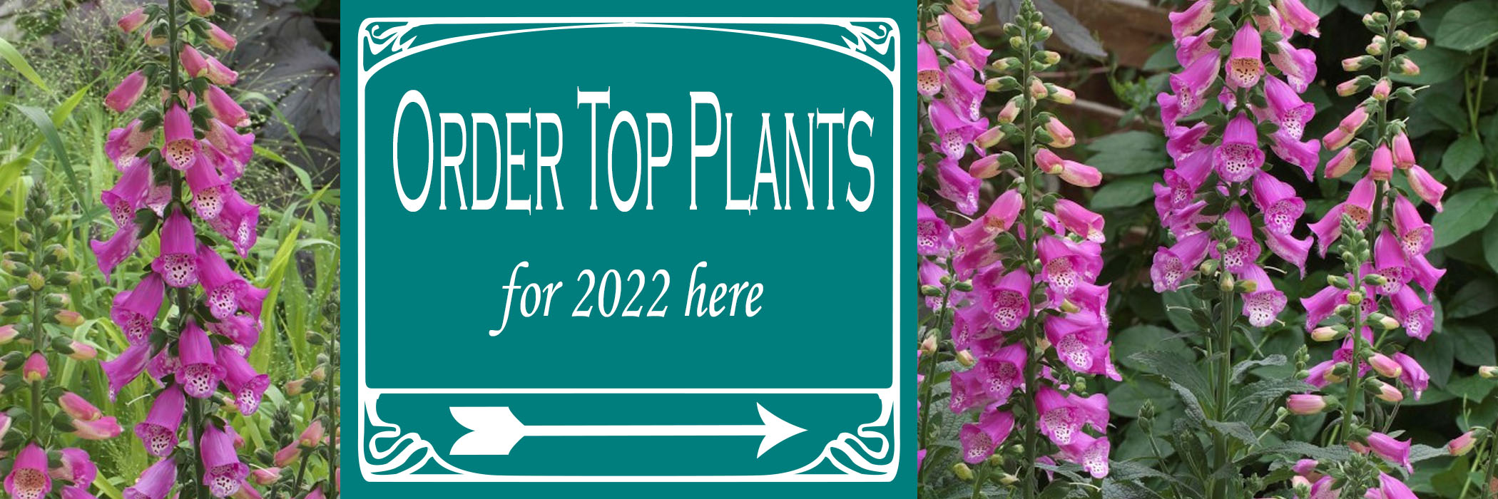 Order Top Plants for St. Louis