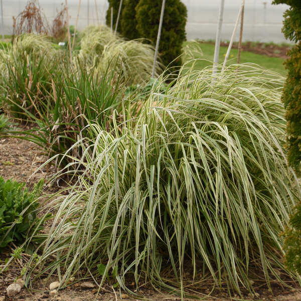 Calamagrostis Hello Spring! Feather Reed Grass