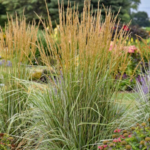 Grasses - Sugar Creek Gardens