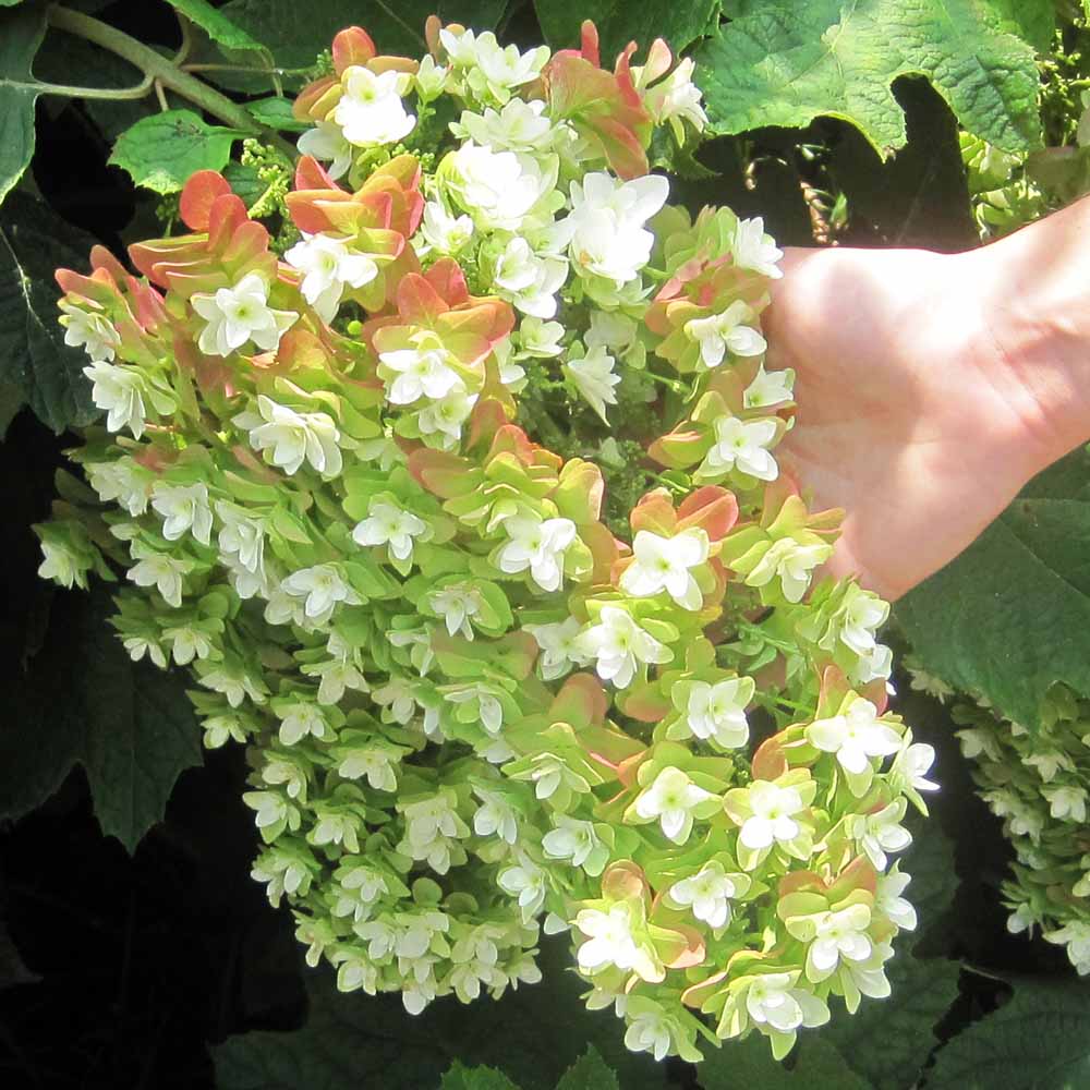 Image of Snowflake Hydrangea plant