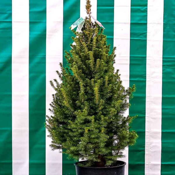 Christmas Tree – Picea Dwarf Alberta Spruce – Living Christmas Tree