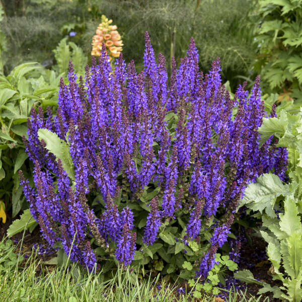 Salvia - Violet Profusion Sage - Sugar Creek Gardens.