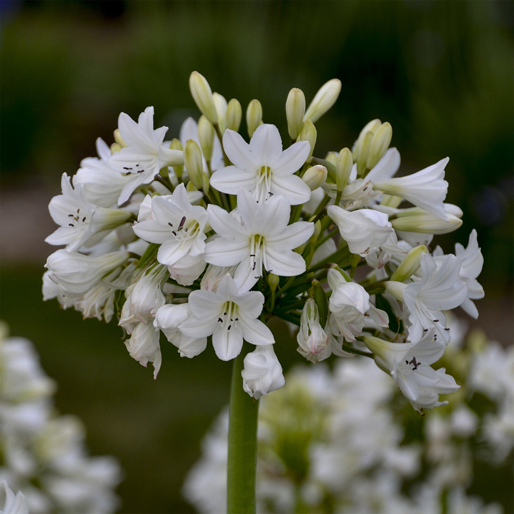 Agapanthus – Galaxy White Lily of the Nile