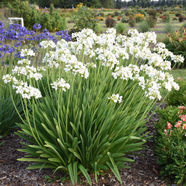 Agapanthus Galaxy white Lily of the Nile