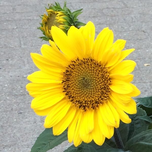 Helianthus – Suncatcher Perennial Sunflower