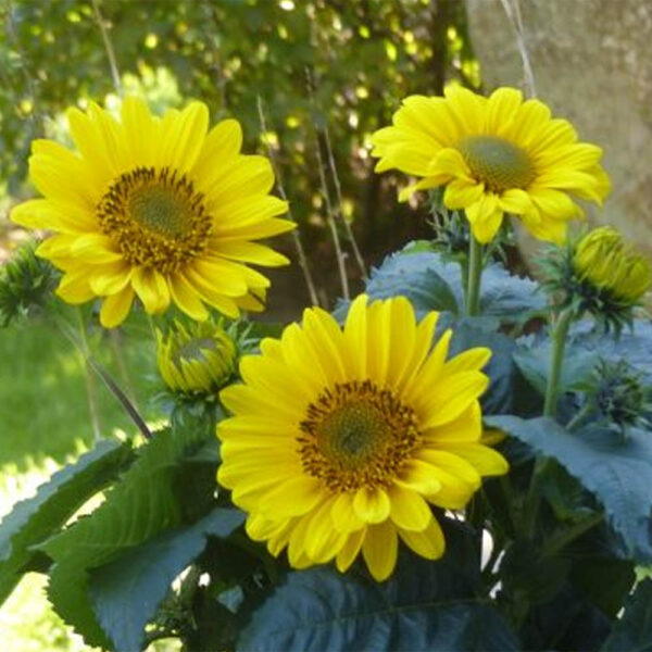 Helianthus Suncatcher Sunflower