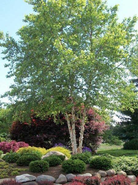 Betula – Heritage River Birch Tree