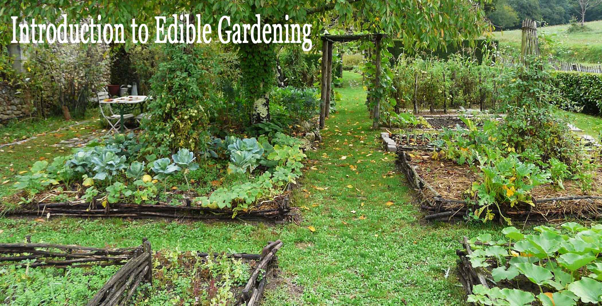Edible Garden in St. Louis