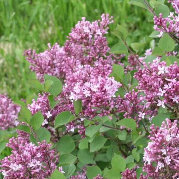 Syringa Bloomerang Dwarf Purple, Repeat Blooming Lilac