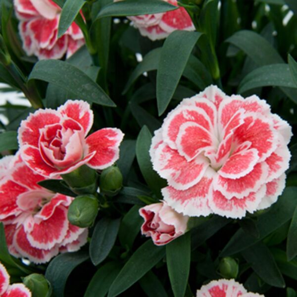 Dianthus – Oscar Salmon and White Carnation