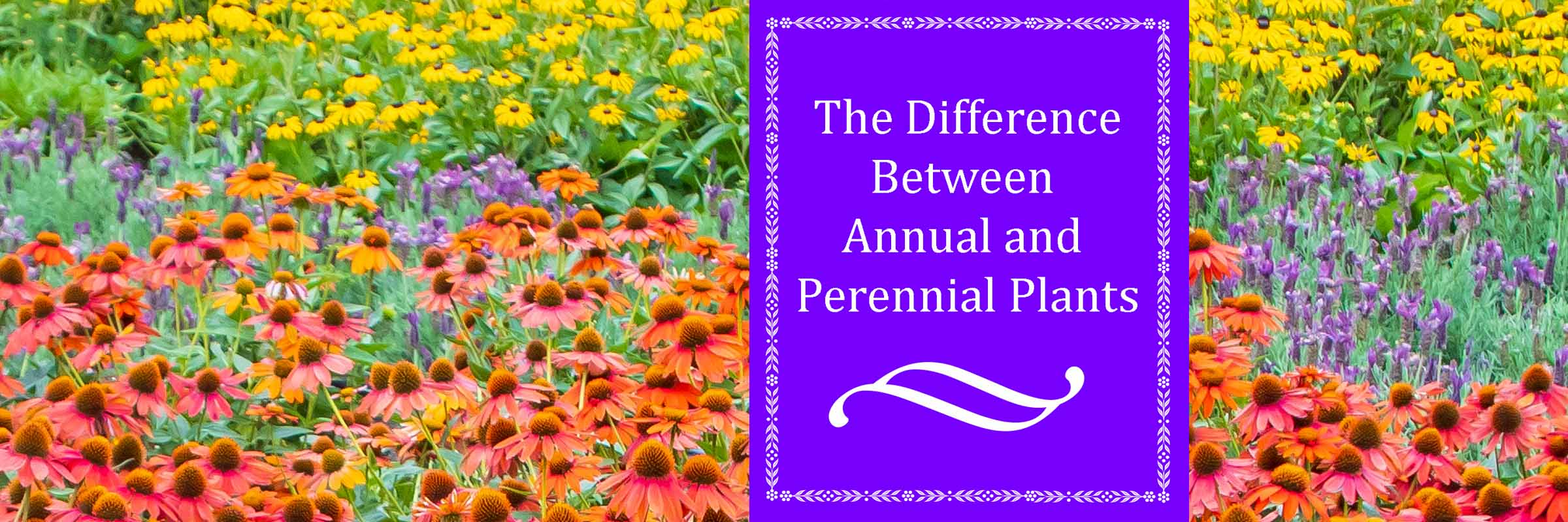 Difference between annual and perennial plants