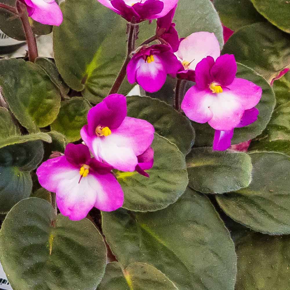 50 African Violet Flower Seeds Saintpaulia 20 Kinds Garden Home Fragrant Plants 